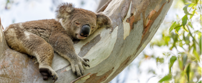 koobor-de-koala