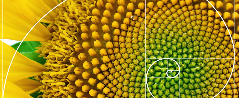 fibonacci-niet-zomaar-getallen